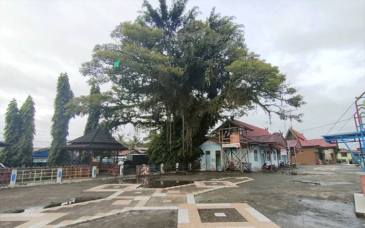 Pohon yang Mengeluarkan Api di Pelabuhan Rambang Berusia Puluhan Tahun