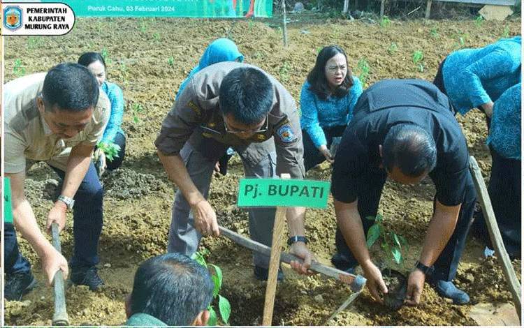 Tekan Inflasi, Pemkab Murung Raya Optimalkan Gerakan Taman Cabai