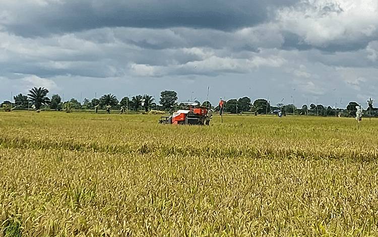 Potensi Pertanian Padi di Desa Terusan Makmur Perlu Terus Didukung