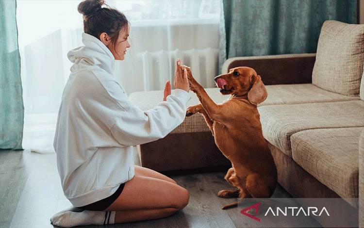 Taiwan Kembangkan Obat Tumor Untuk Hewan