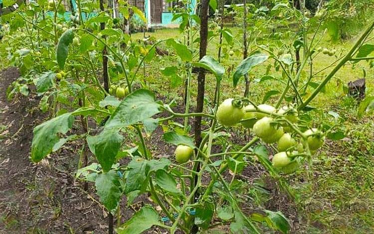 BPP Paju Epat Kaji Terap Pengembangan Tomat Varietas Servo
