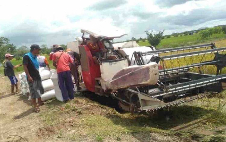 Kementan Sebut Kawasan Food Estate Pulang Pisau Masuk Panen