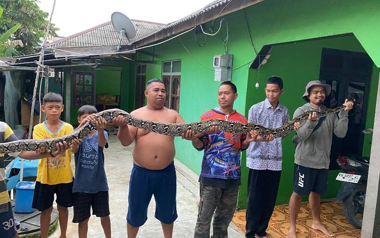 Kaget Bunyi Barang Jatoh, Ternyata Ular Piton Sekitar 4 Meter Bersembunyi di Langit-langit Dapur