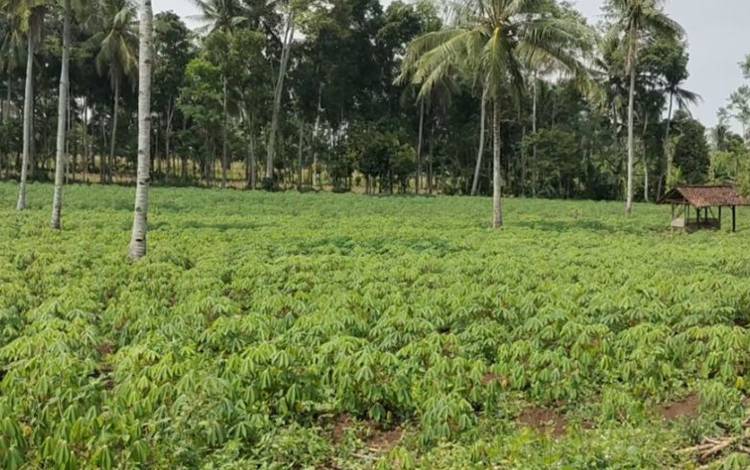BRIN: Produksi Singkong Nasional untuk Energi Belum Memadai