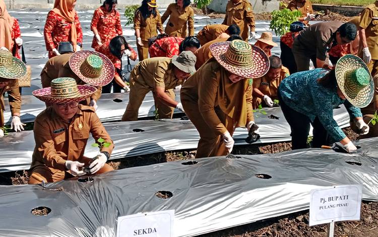 Pj Bupati Pulang Pisau Bersama TP-PKK Laksanakan Gertam Cabai Serentak