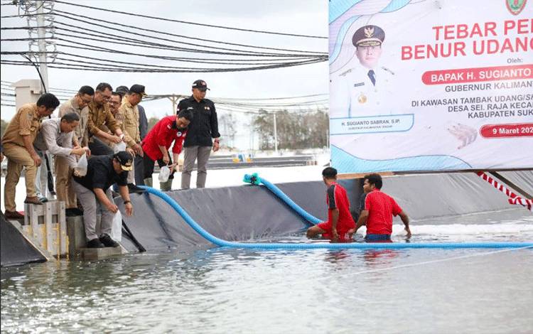 Pemprov Kalteng Tebar 11 Juta Benur di Kawasan Tambak Udang BERKAH