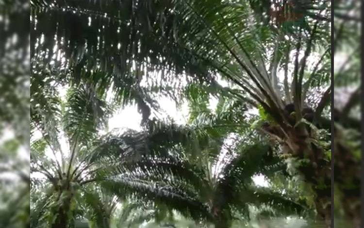 Apkasindo Sepakat Tindak Pelaku Penjarahan Sawit yang Sudah Merembet ke Petani Kalteng