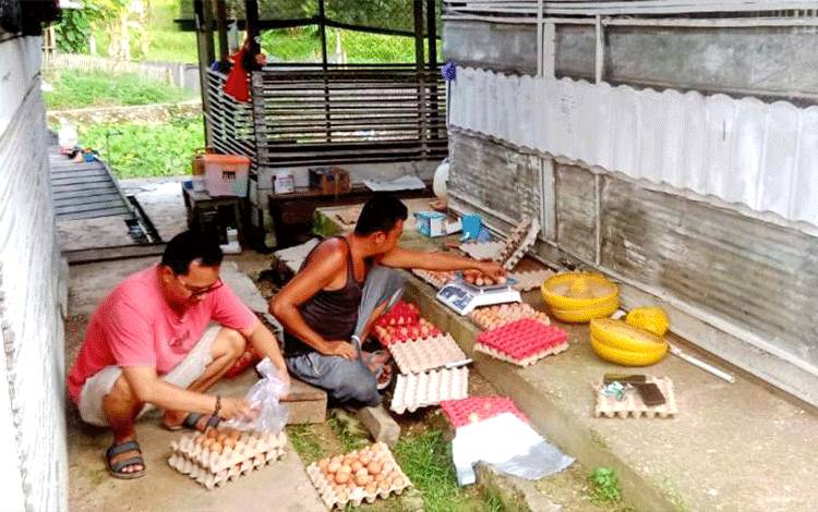 UPT Balai Pembibitan Ternak Distan Barut Kembangkan Usaha Ayam Petelur