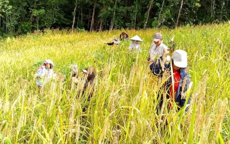 Dewan Kalteng Dorong Bimbingan Berkelanjutan Kepada Petani