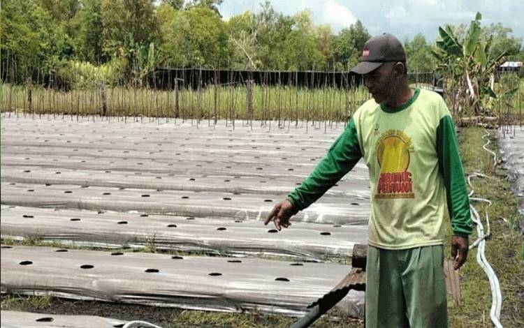 Petani di Kalampangan Gagal Panen Akibat Banjir