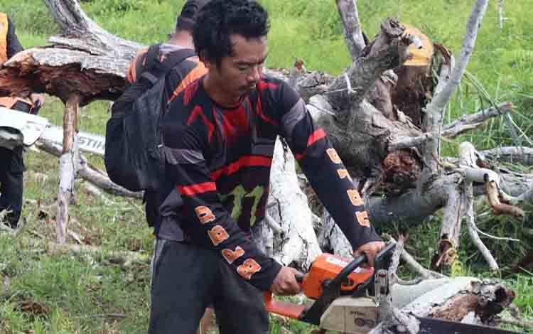 Berpotensi Bahayakan Pengguna Jalan, BPBD Palangka Raya Lakukan Pemangkasan Pohon Akasia
