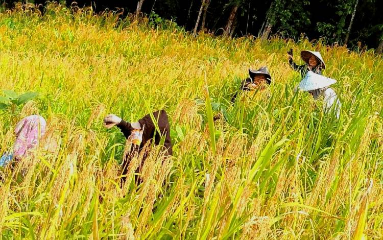 Peningkatan Produktivitas Pertanian di Kalteng Perlu Didukung