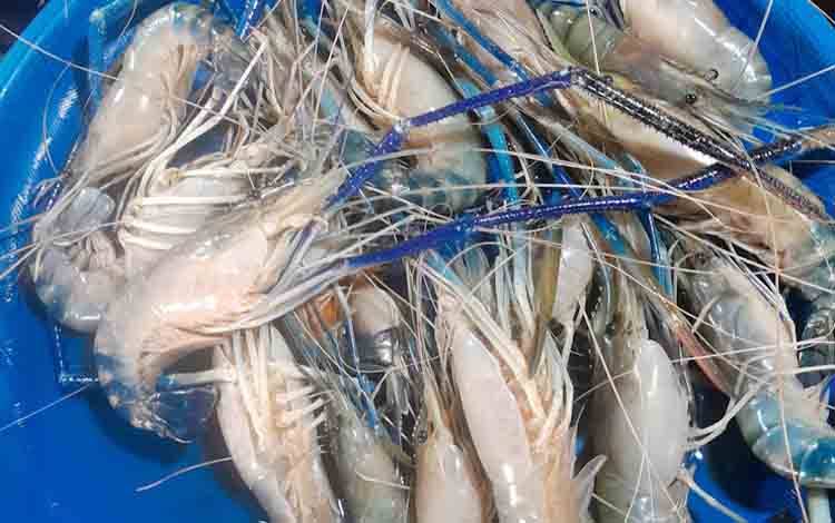 Udang Galah Bantu Tingkatkan Hasil Produksi Perikanan