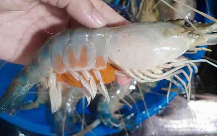 Udang Galah Ramai Diminati Pasaran
