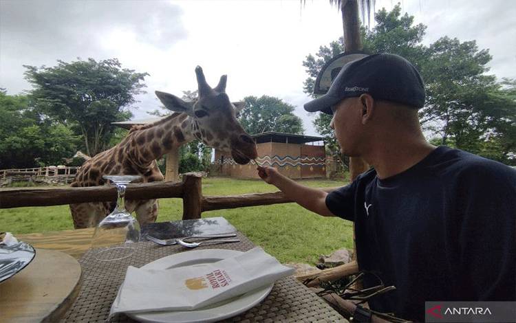 Makan Siang Sambil Beri Makan Jerapah Jadi Opsi Libur Lebaran