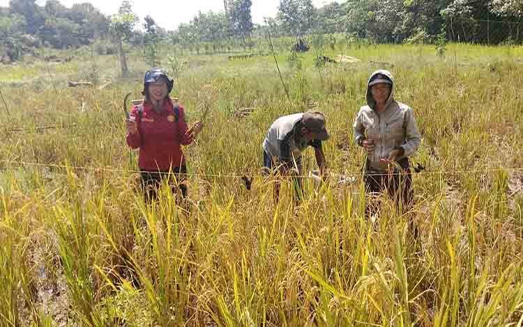 Hasil Panen Sawah Tadah Hujan Poktan Ruray Maju di Barito Timur Meningkat?