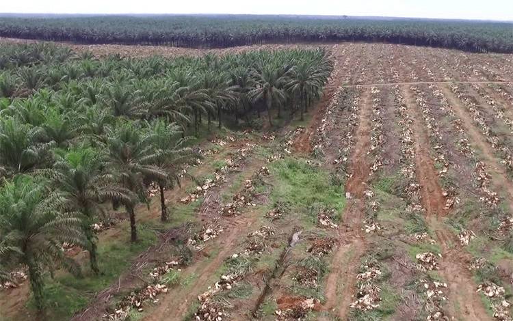 Program Peremajaan Sawit Rakyat Inisiatif Penting Tingkatkan Produktivitas Perkebunan Milik Petani Kecil