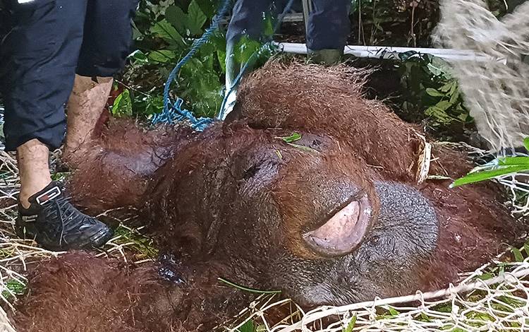 Kemunculan Orangutan di Bandara H Asan Sampit Tak Sampai Ganggu Penerbangan