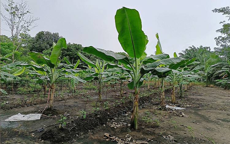 Pemdes Matabu di Barito Timur Akan Kembangkan Pisang Kepok