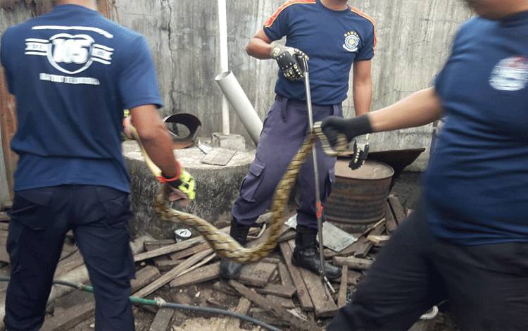 Tim Rescue Damkarmat Palangka Raya Selamatkan Ular Piton Masuk Kandang Ayam