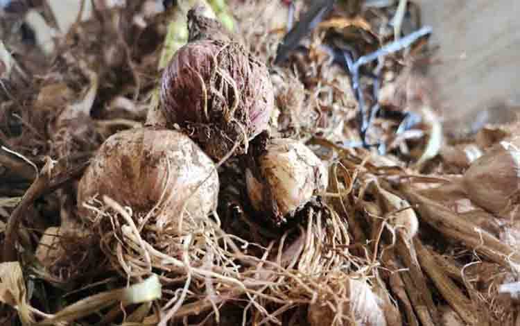 Kementan Intensif Kawal Program Wajib Tanam Bawang Putih bagi Importir