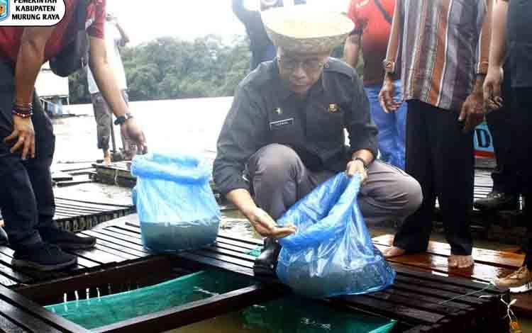 Pj Bupati Mura Lakukan Panen dan Tebar Benih Ikan Bersama Masyarakat