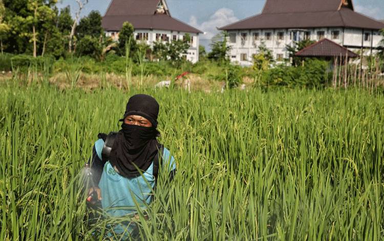 Padi Serindit Tumbuh Subur di Komplek Perkantoran Pemko Palangka Raya