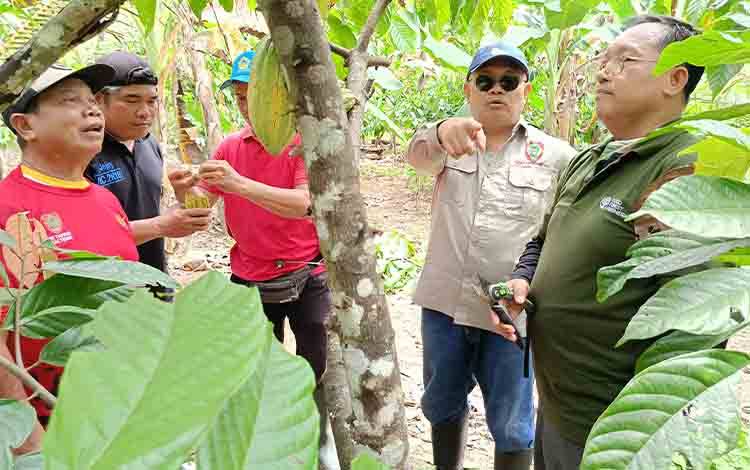 Riza Rahmadi: Petani di Desa Pangkan Nikmati Hasil Kakao yang Dikembangkan 5 Tahun Lalu