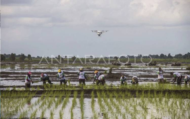 BI Sebut RMU Optimalkan Pengelolaan Hasil Panen Padi di Kalteng