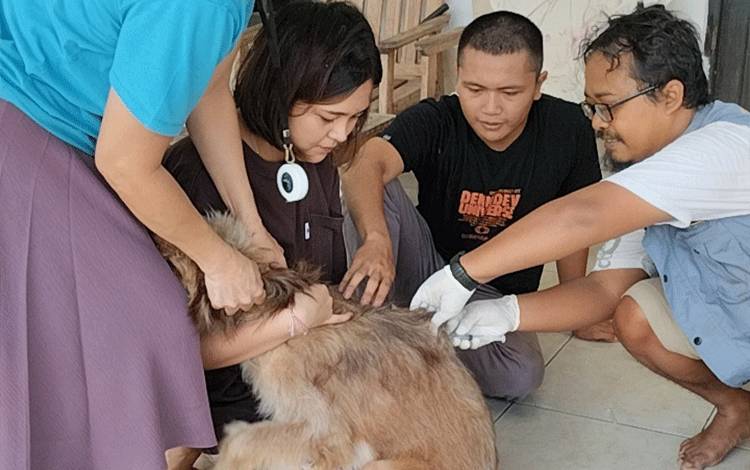 Waspadai Penularan Rabies, Bulan Mei Periode Musim Kawin