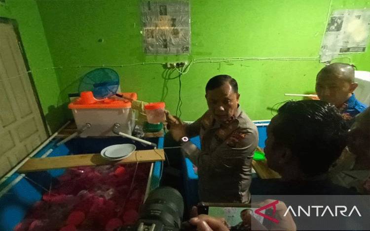 Polisi Gagalkan Penyelundupan 177.600 Benih Lobster ke Singapura