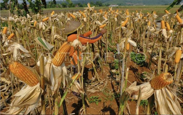 Kotim Mendapat Bantuan Benih Jagung Kementan untuk Tanam 390 Ha