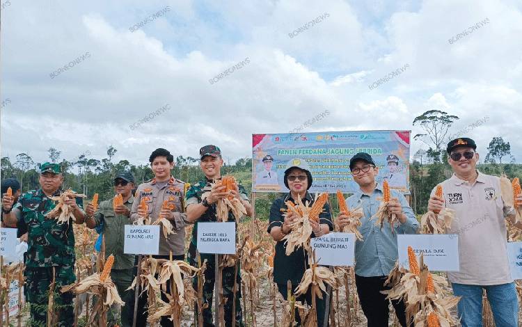 Wakil Bupati Gunung Mas Ikut Panen Jagung Hibrida di Tanjung Riu