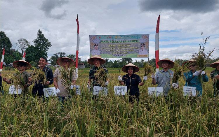 Ikut Panen Padi, Wakil Bupati Gunung Mas Katakan Hal Ini