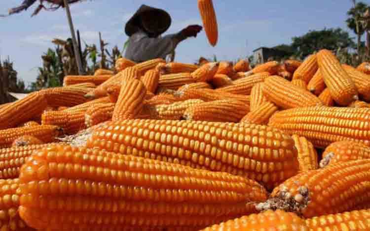 Bapanas Minta Semua Pihak Optimal Serap Produksi Jagung Dalam Negeri