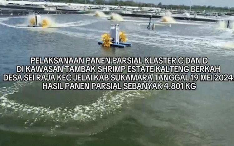Pemprov Kalteng Panen Udang Vaname Sebanyak 4.801 Kg