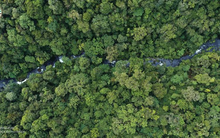 Penelitian Sebut Hutan Hujan Amazon Lambat Pulih Akibat Kekeringan