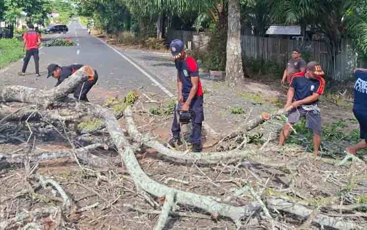 BPBD Lakukan Pemotongan Pohon Tua Rawan Tumbang