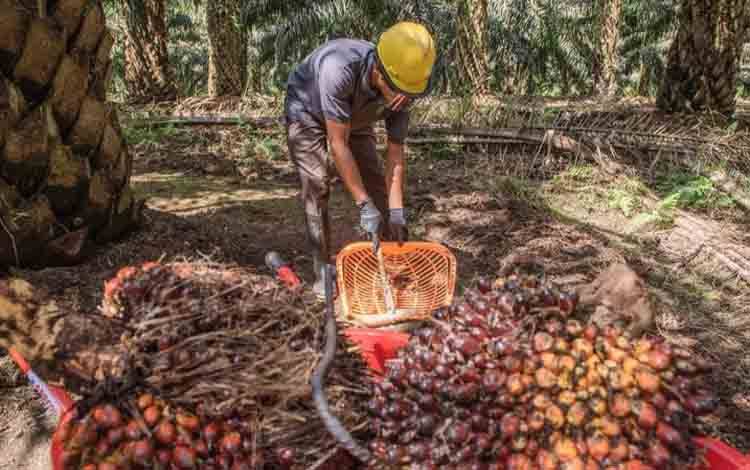 SSMS Catat Kinerja Positif Selama Kuartal Pertama 2024