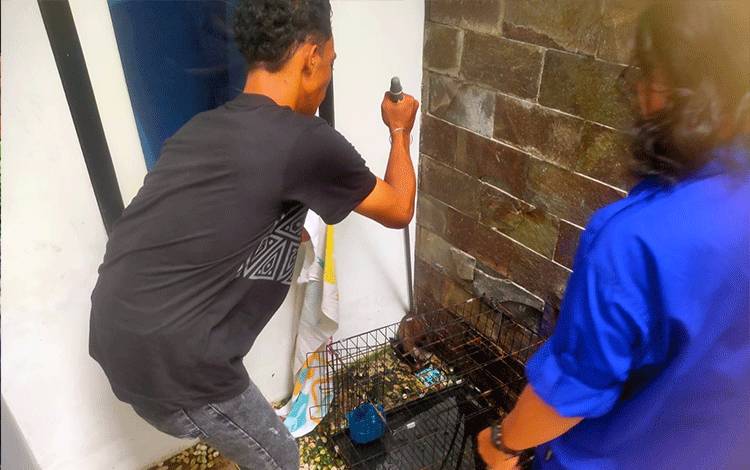 Musang Pandan Terjebak di Rumah Warga Dievakuasi ERP
