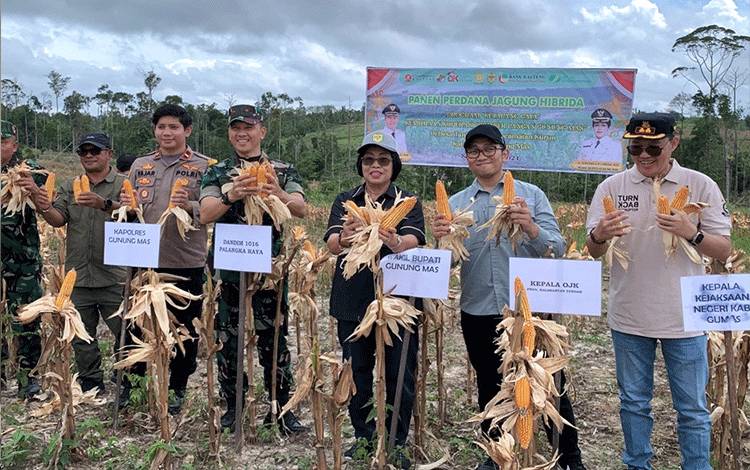 Bank Kalteng Dukung Program Klaster Pertanian dan Perkebunan Jagung di Gumas
