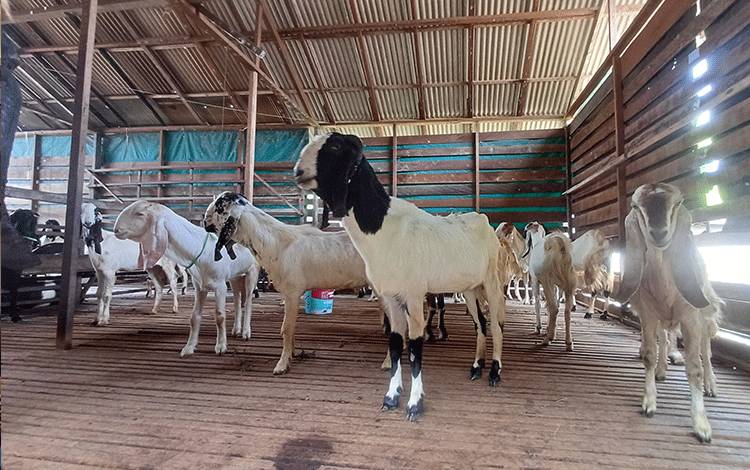 Jelang Idul Adha, Kambing Harga Rp3 Juta Jadi Primadona di Sampit