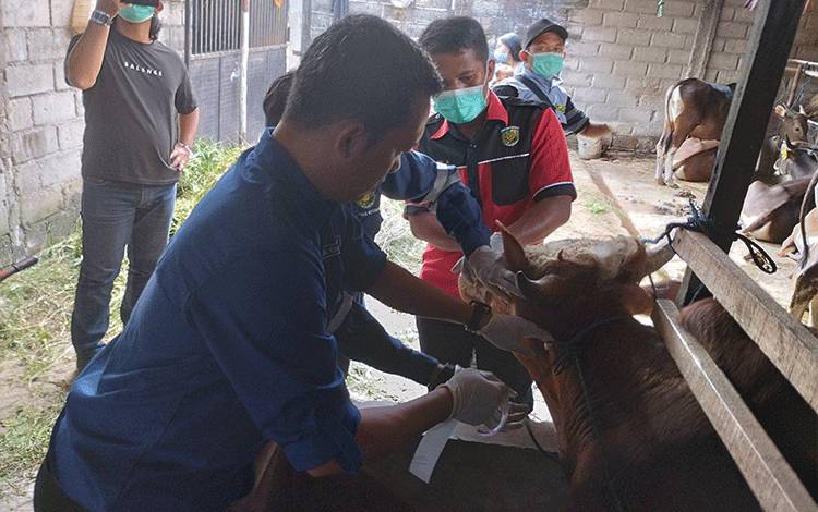 BRIN Paparkan Cara Memilih Hewan Kurban yang Baik Sesuai Syariat