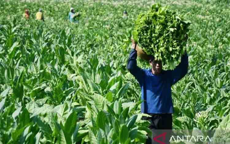 Pakar Ingin RI Tak Terpengaruh Agenda Global soal Industri Tembakau