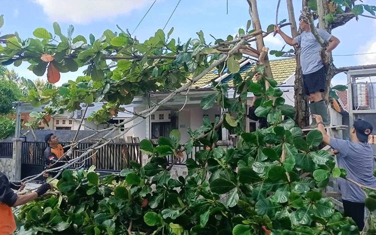 TRC BPBD Palangka Raya Tebang Pohon Rawan Tumbang di Perumahan Mahir Mahar Permai