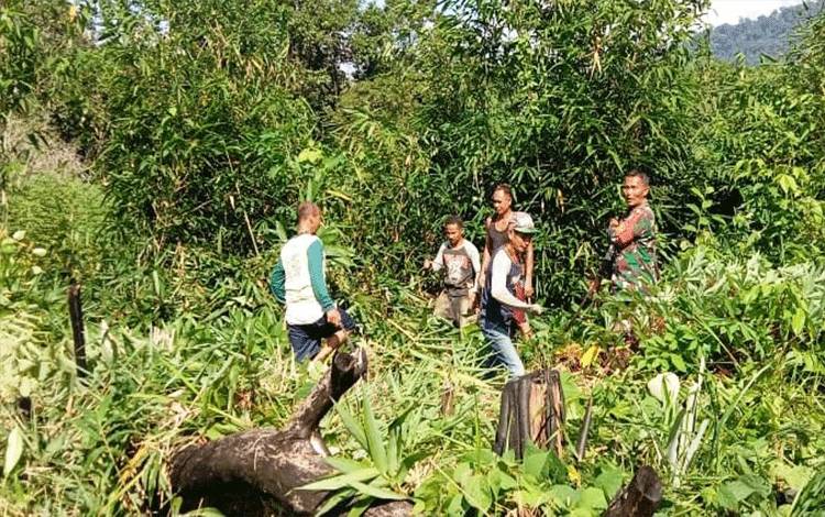 TMMD Imbangan Kodim 1017 Lamandau juga Dukung Ketahanan Pangan Nasional