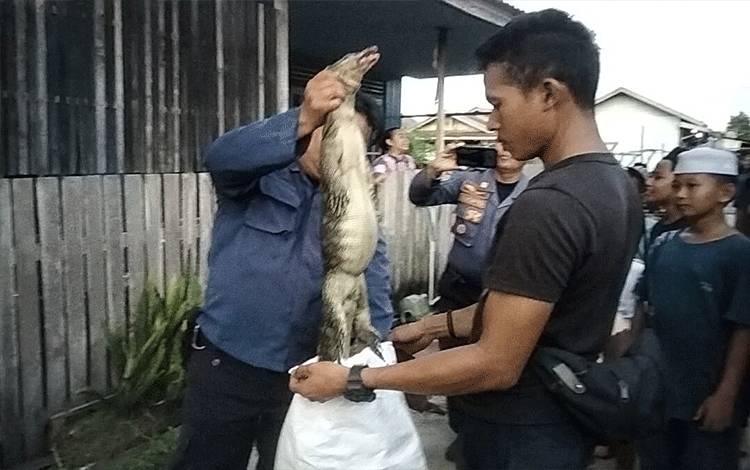 Lupa Tutup Pagar, Biawak Masuk Rumah
