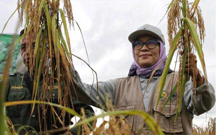 Pemko Palangka Raya Sukses Budidaya Padi Siam Madu di Kompleks Perkantoran