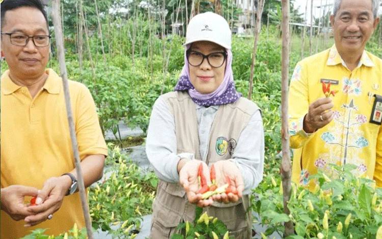 Pemko Palangka Raya Sukses Tanam Cabai di Kompleks Perkantoran