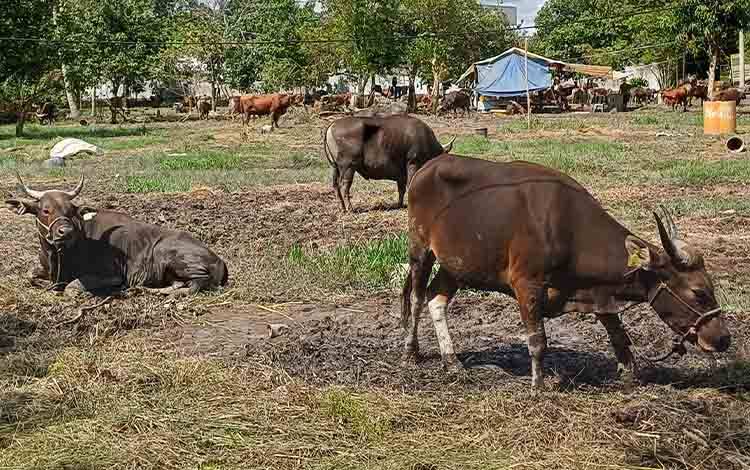 Pedagang Hewan Kurban di Sampit Pilih Kembalikan Sapi ke Sulawesi Jika Tak Habis Terjual